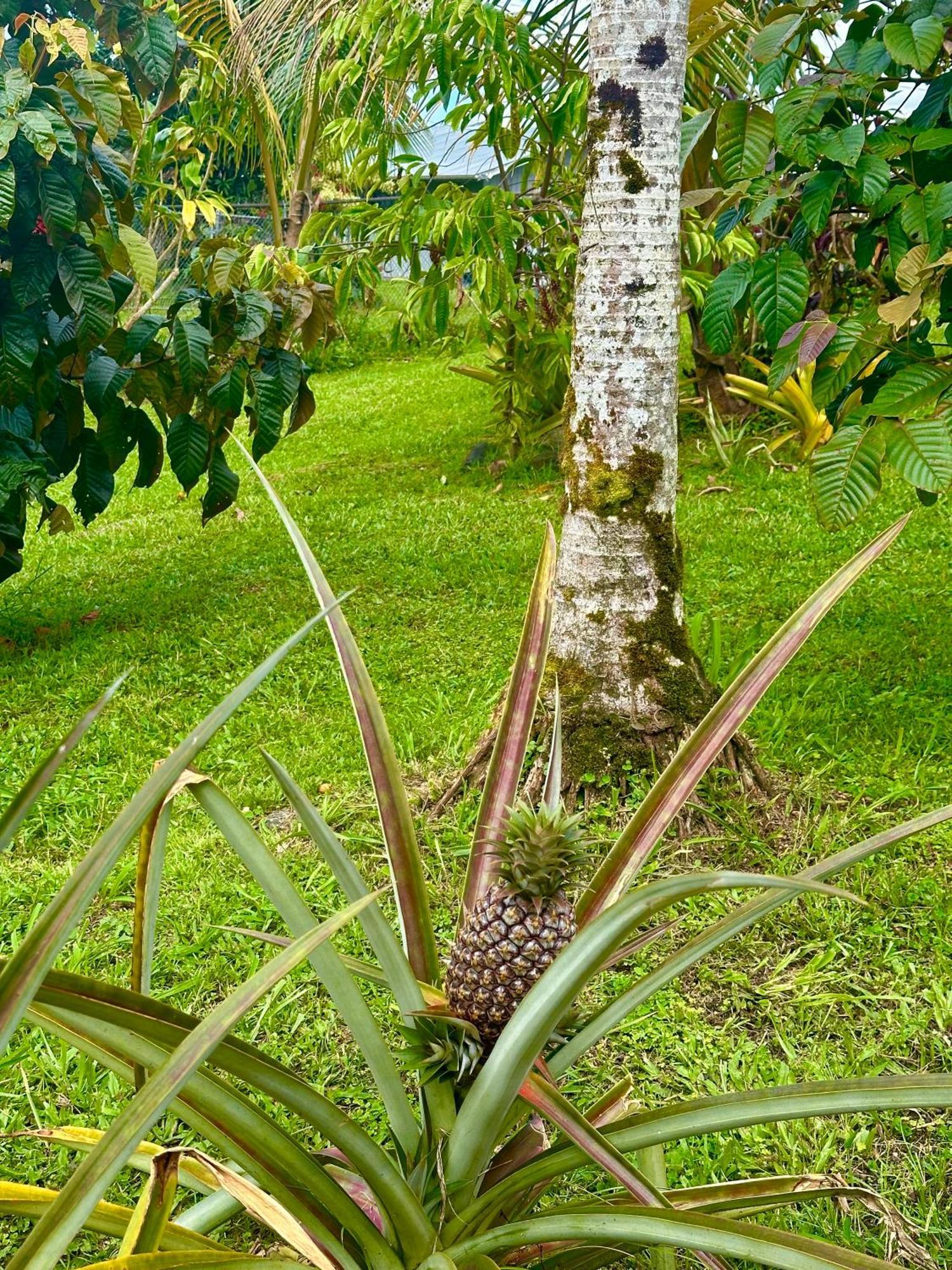 Appartamento Big Island Getaway Pahoa Esterno foto